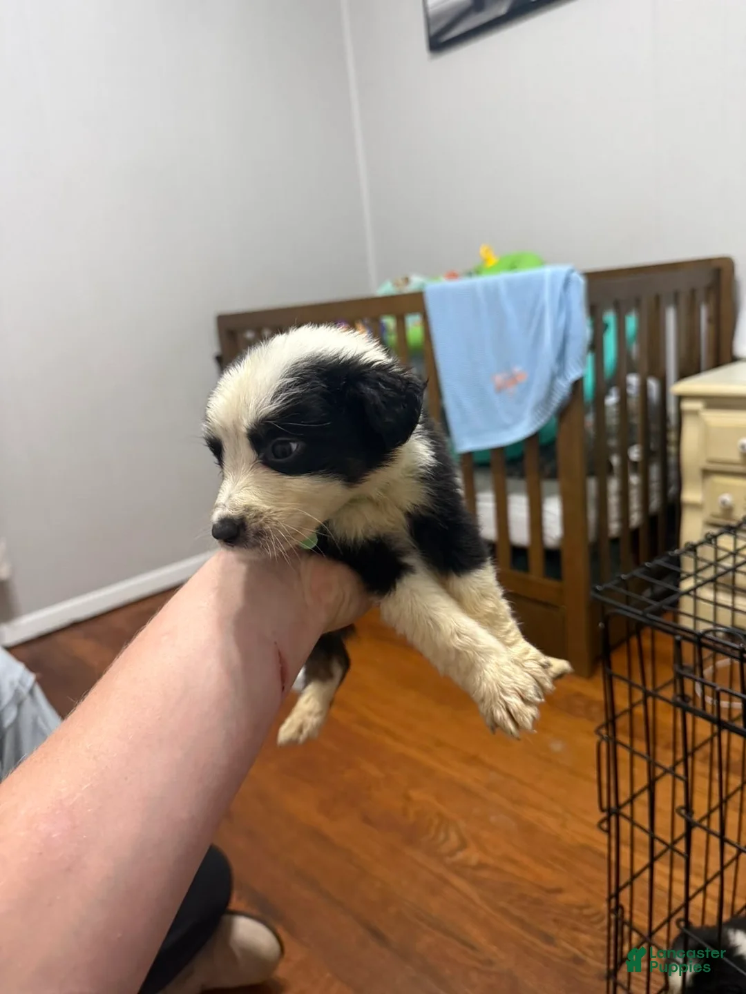 Australian Shepherd dogs for sale: Australian Shepherd 2 - Ad 1