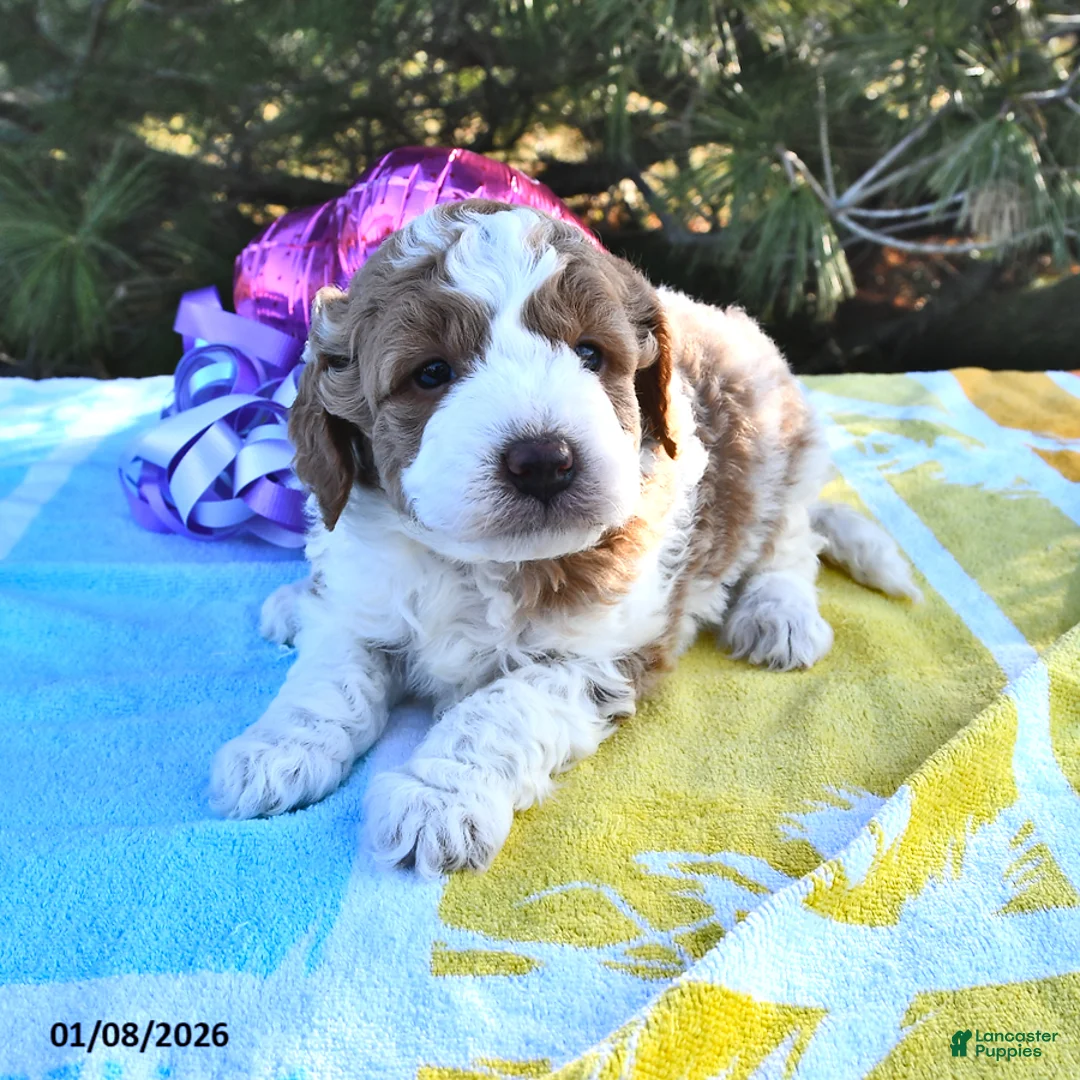 Mini Goldendoodle dogs for sale: Olivia - Ad 8