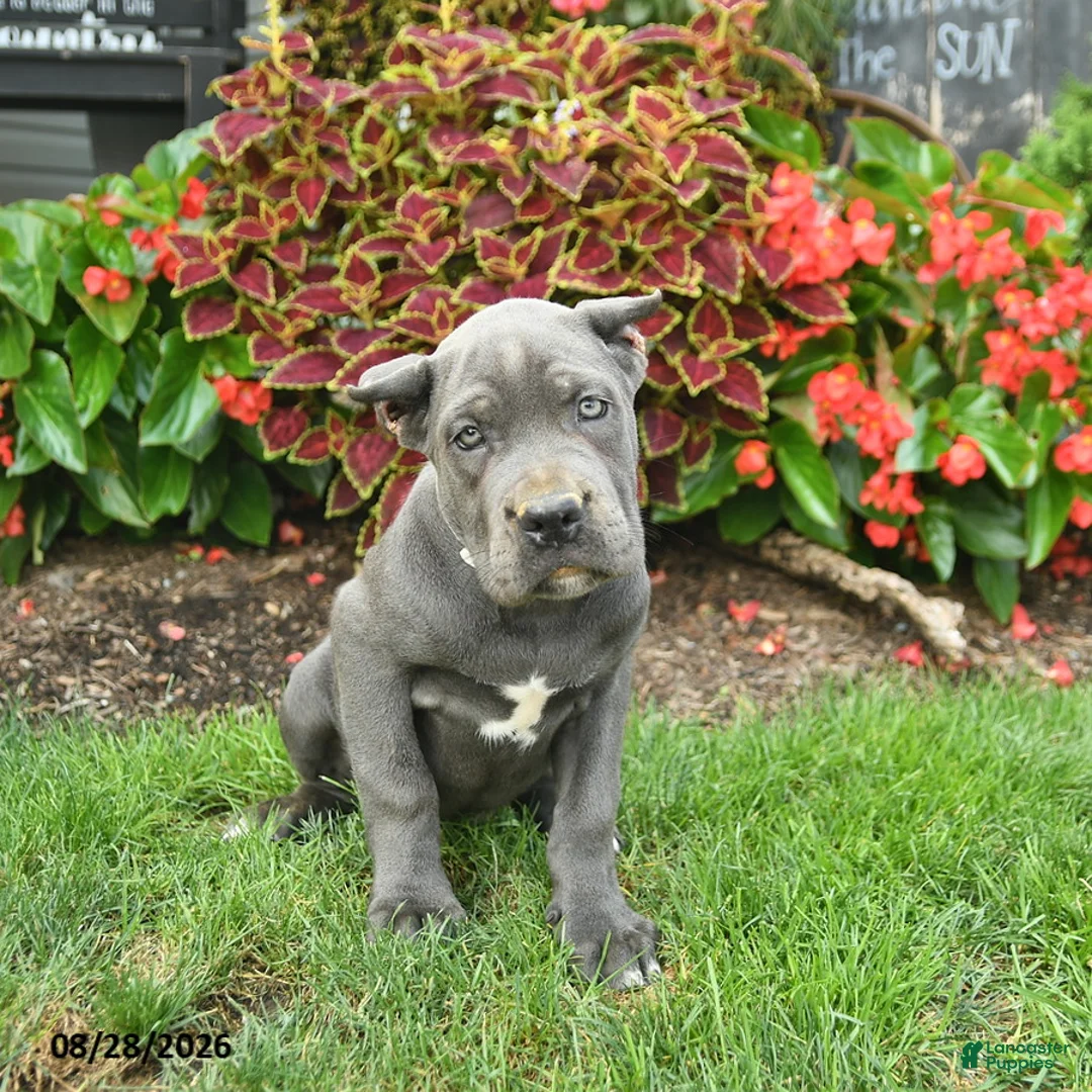 Cane Corso dogs for sale: Lilac  - Ad 1