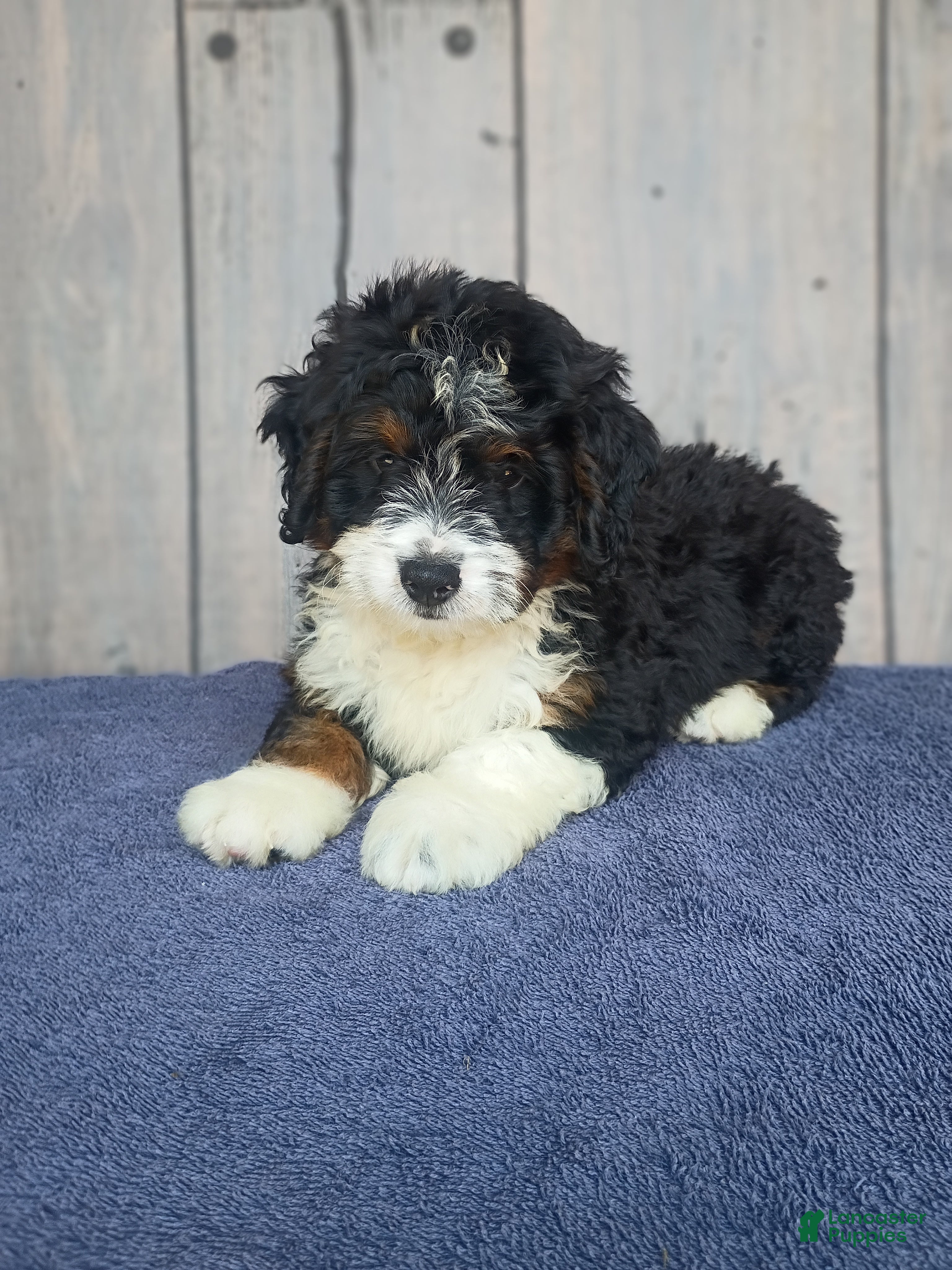 Mini Bernedoodle dogs Bear - Ad 1