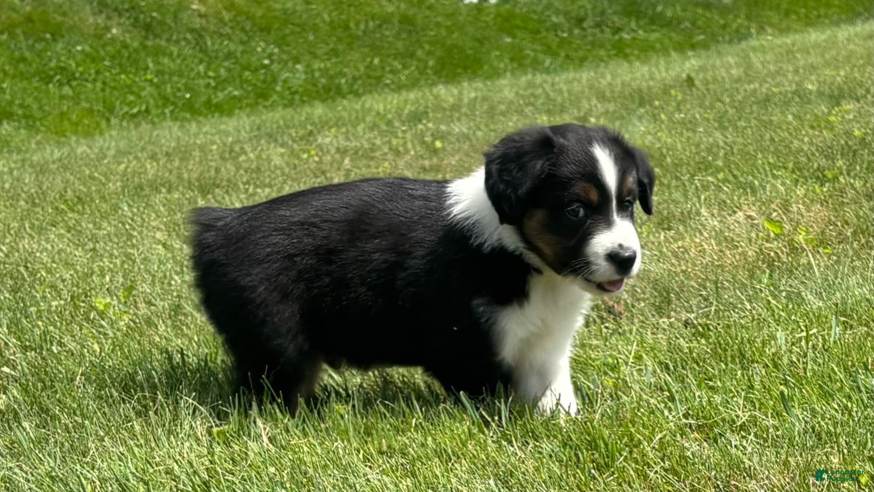 Miniature Australian Shepherd dogs Miniature Australian Shepherd Puppy 7 - Ad 1