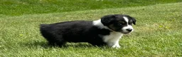Miniature Australian Shepherd dogs for sale: Miniature Australian Shepherd Puppy 7 - Ad 1