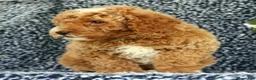 Mini Goldendoodle dogs for sale: Val - Ad 6