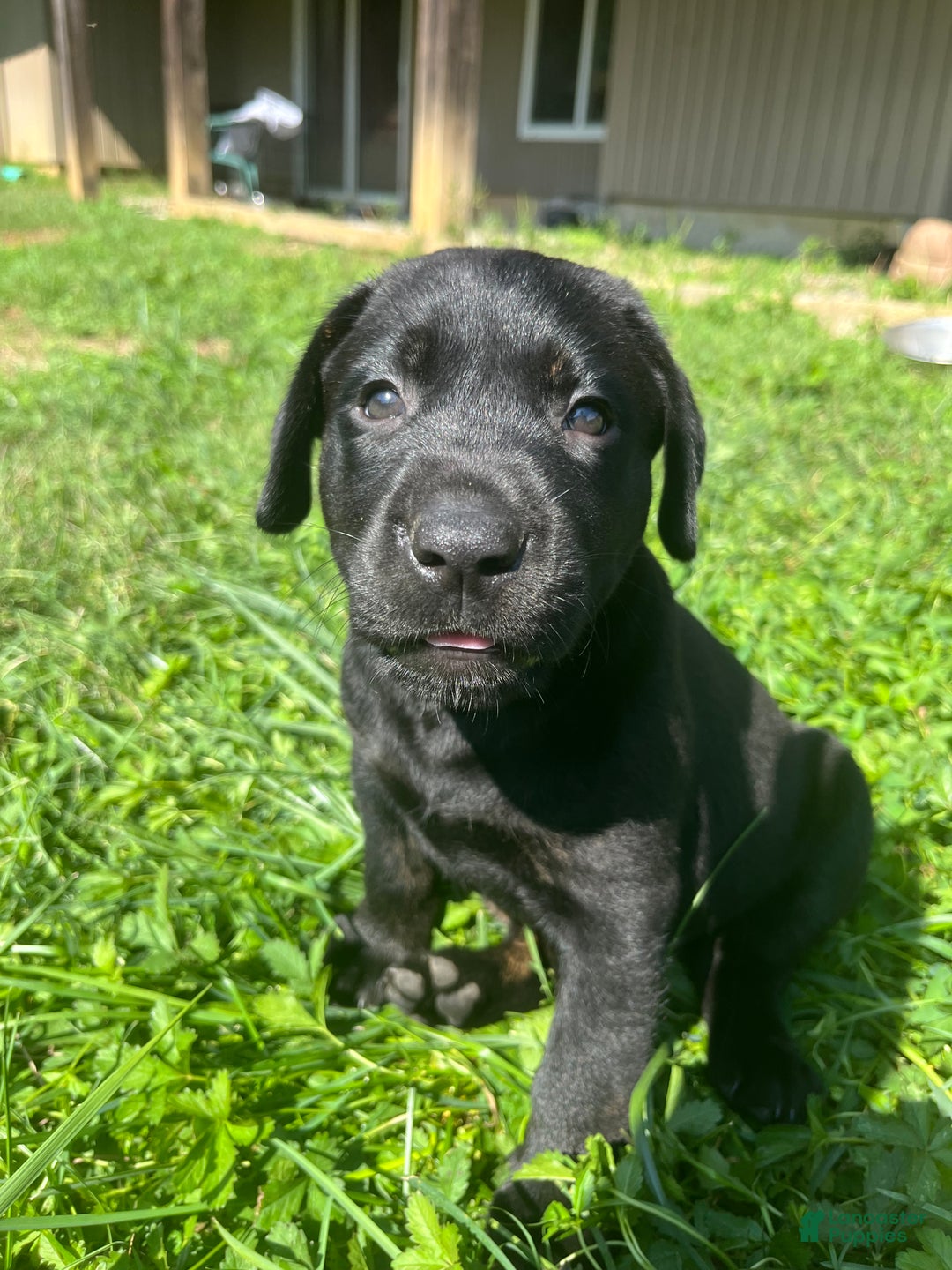 Labrador Retriever dogs for sale: Labrador Retriever Puppy 5 - Ad 1