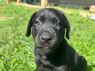 Labrador Retriever dogs Labrador Retriever Puppy 5 - Ad 34