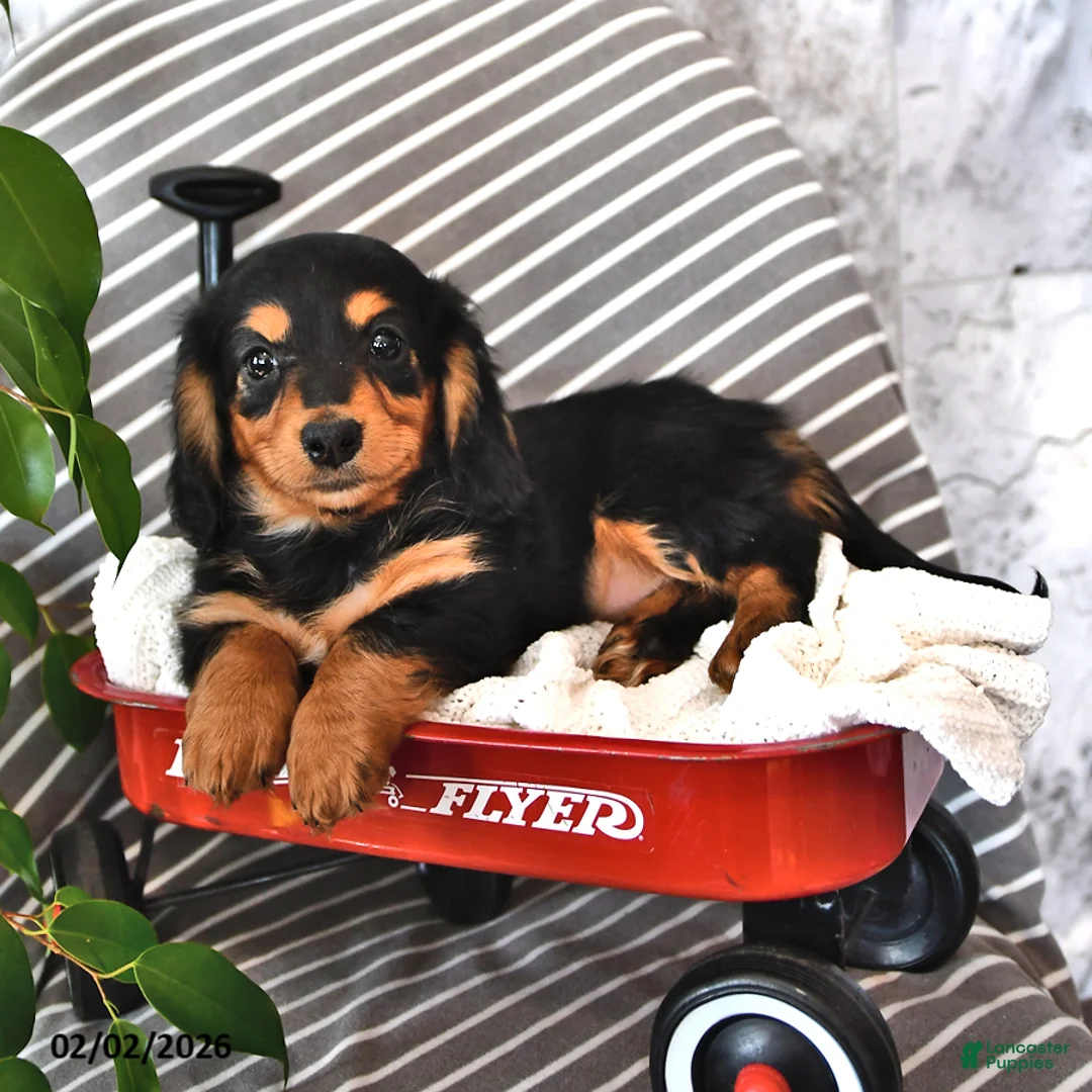 Miniature Dachshund dogs for sale: Delilah - Ad 2