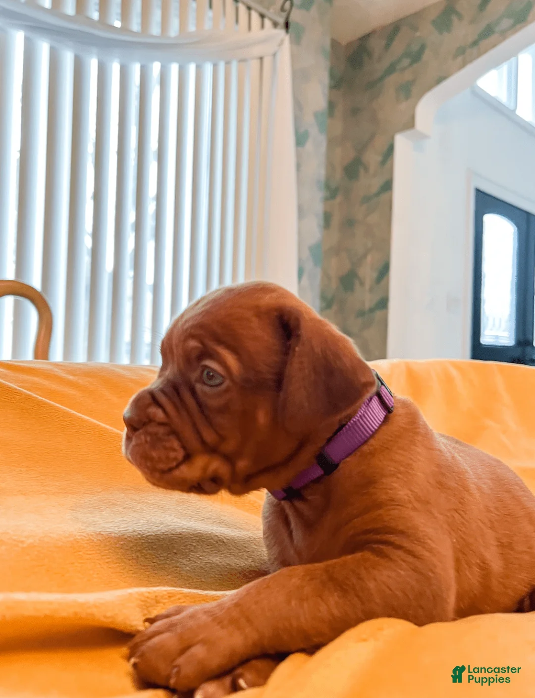 Gallery Image {{count}}