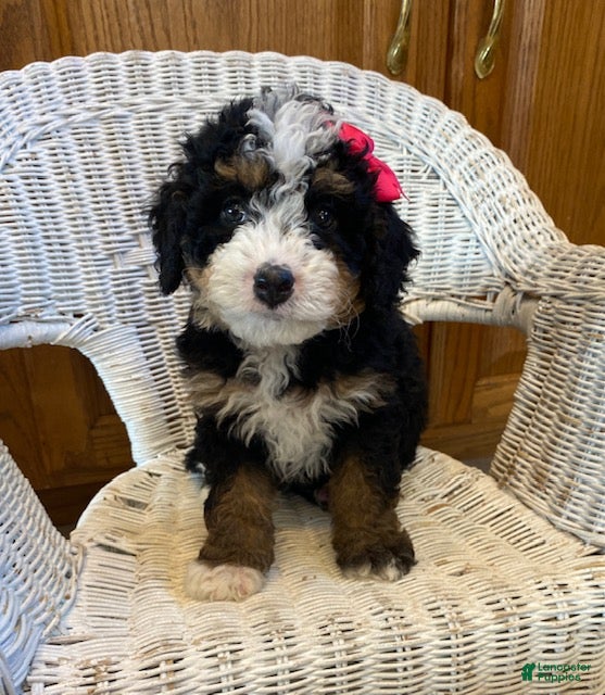 Mini Bernedoodle dogs Sunshine - Ad 8