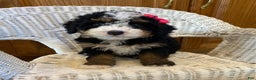 Mini Bernedoodle dogs for sale: Sunshine - Ad 1