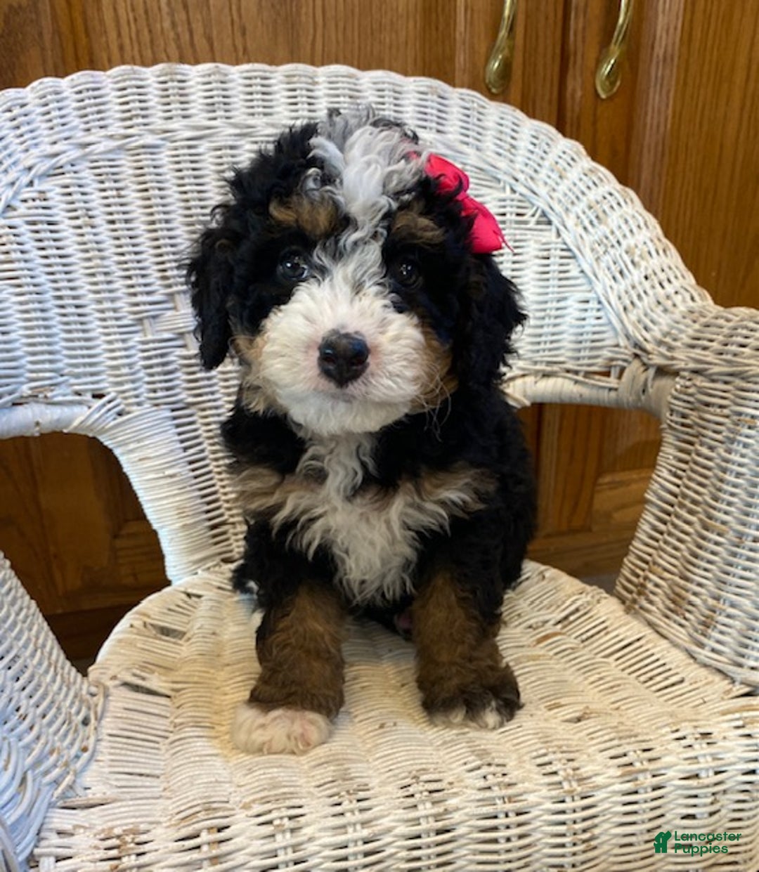 Mini Bernedoodle dogs for sale: Sunshine - Ad 1