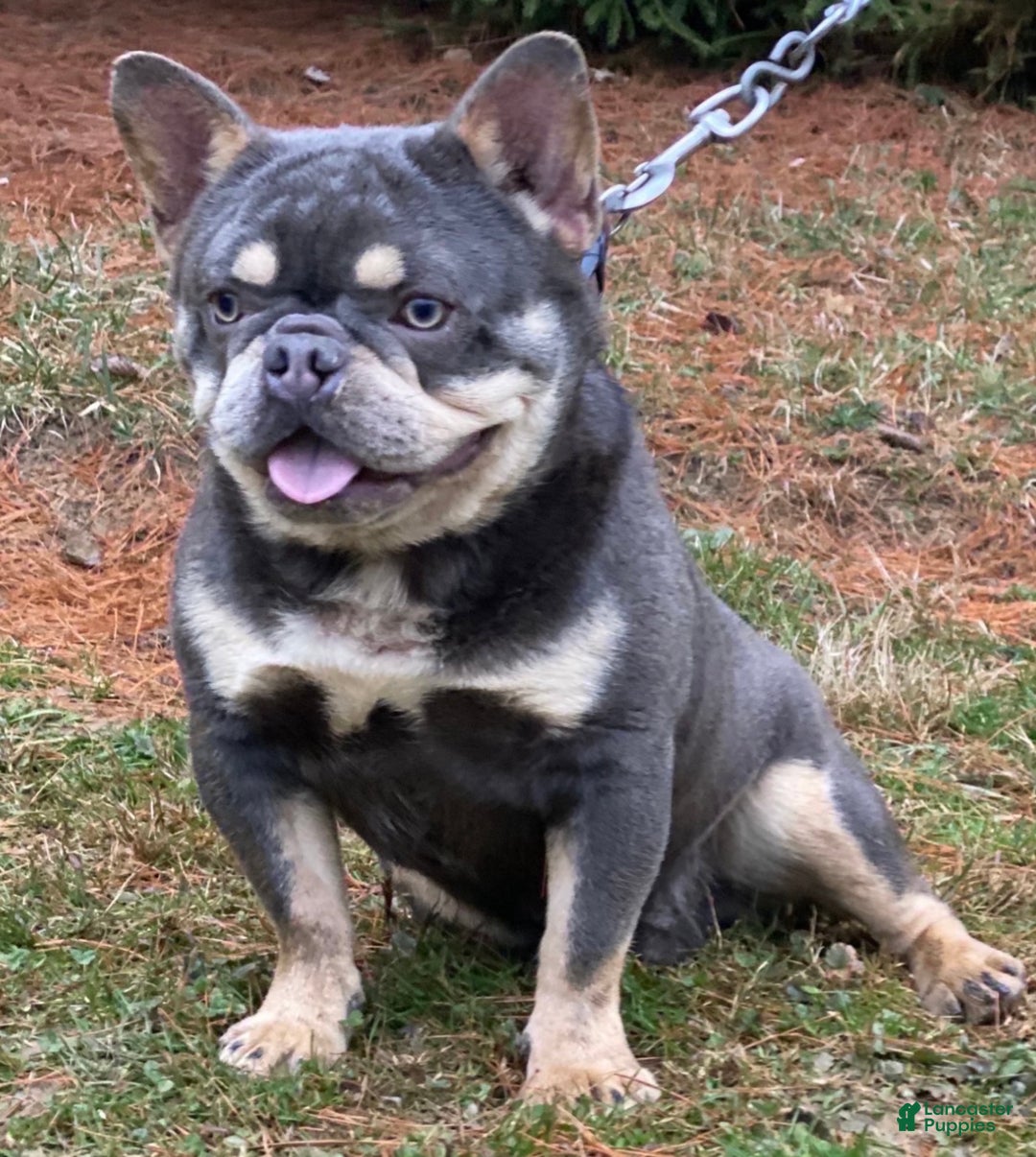 French Bulldog dogs for sale: Mitchell  - Ad 9