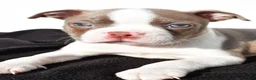 Boston Terrier dogs for sale: Kendall - Ad 1