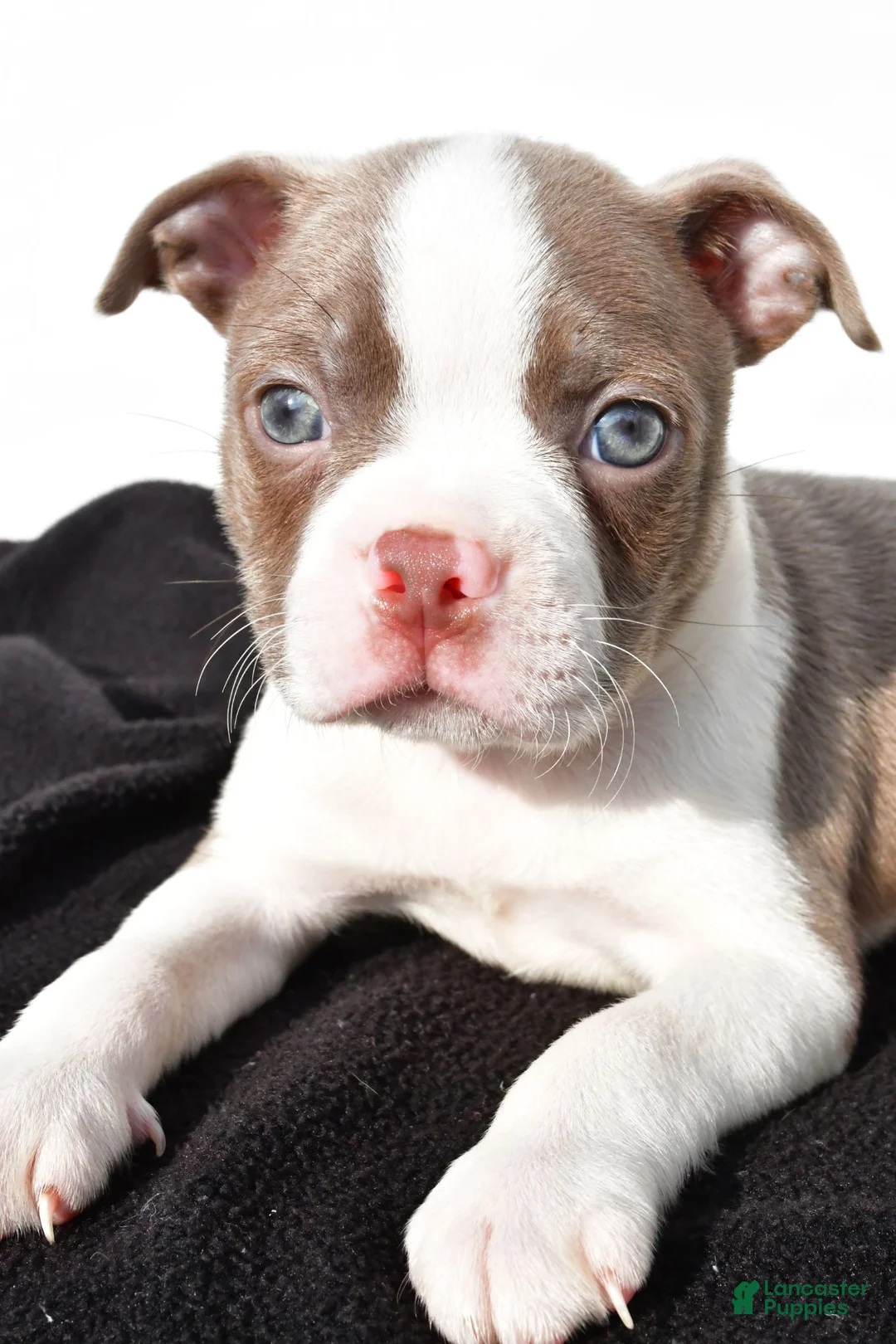 Boston Terrier dogs for sale: Kendall - Ad 1