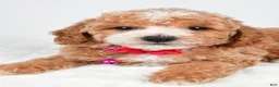 Miniature Poodle dogs for sale: Hope - Ad 6