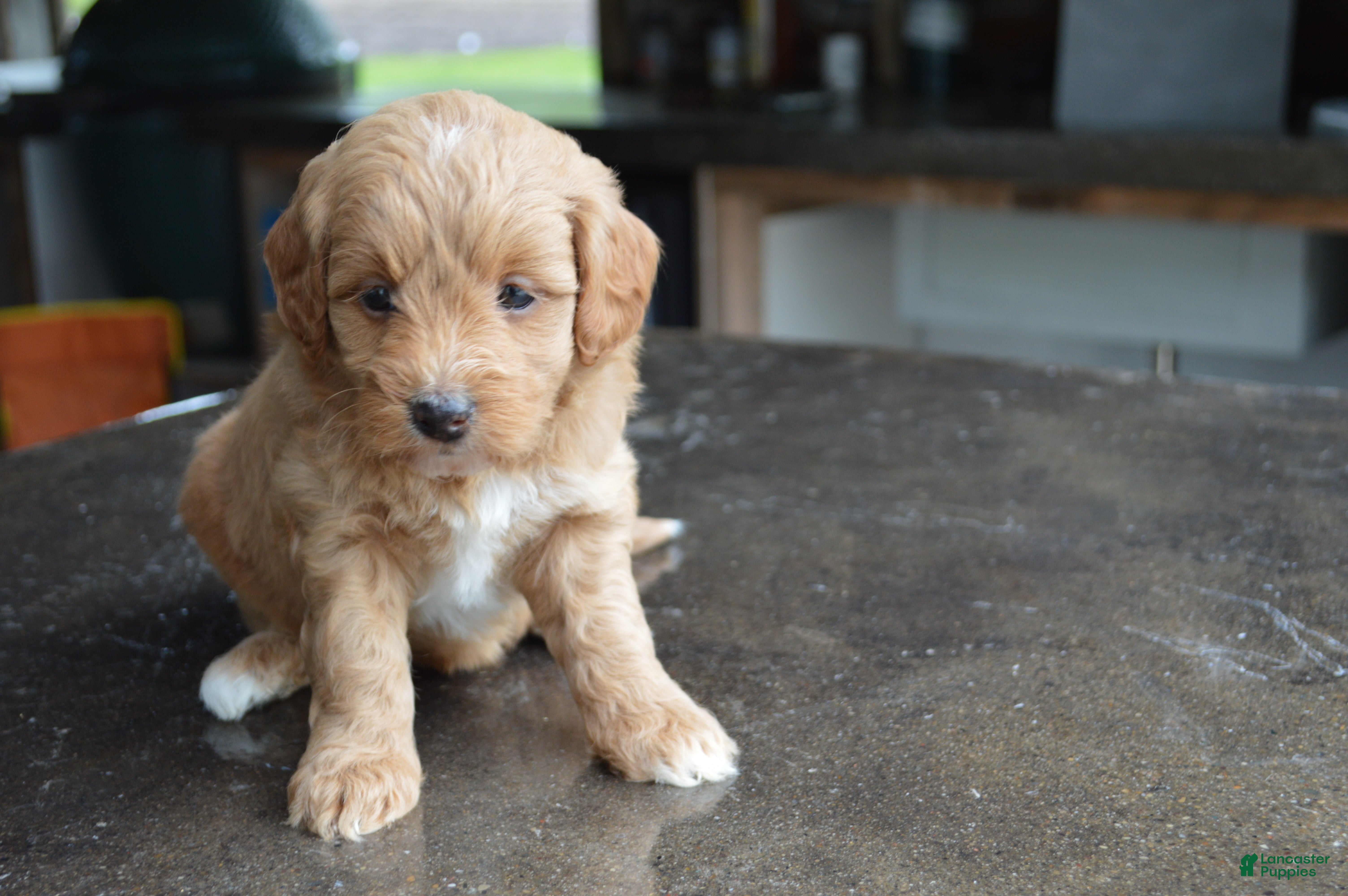 Mini Goldendoodle dogs Alita - Ad 2