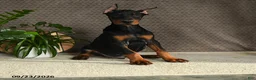 Doberman Pinscher dogs for sale: Domanic - Ad 3