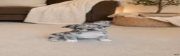 French Bulldog dogs for sale: Blue & Tan Merle Fluffy Male - Ad 1