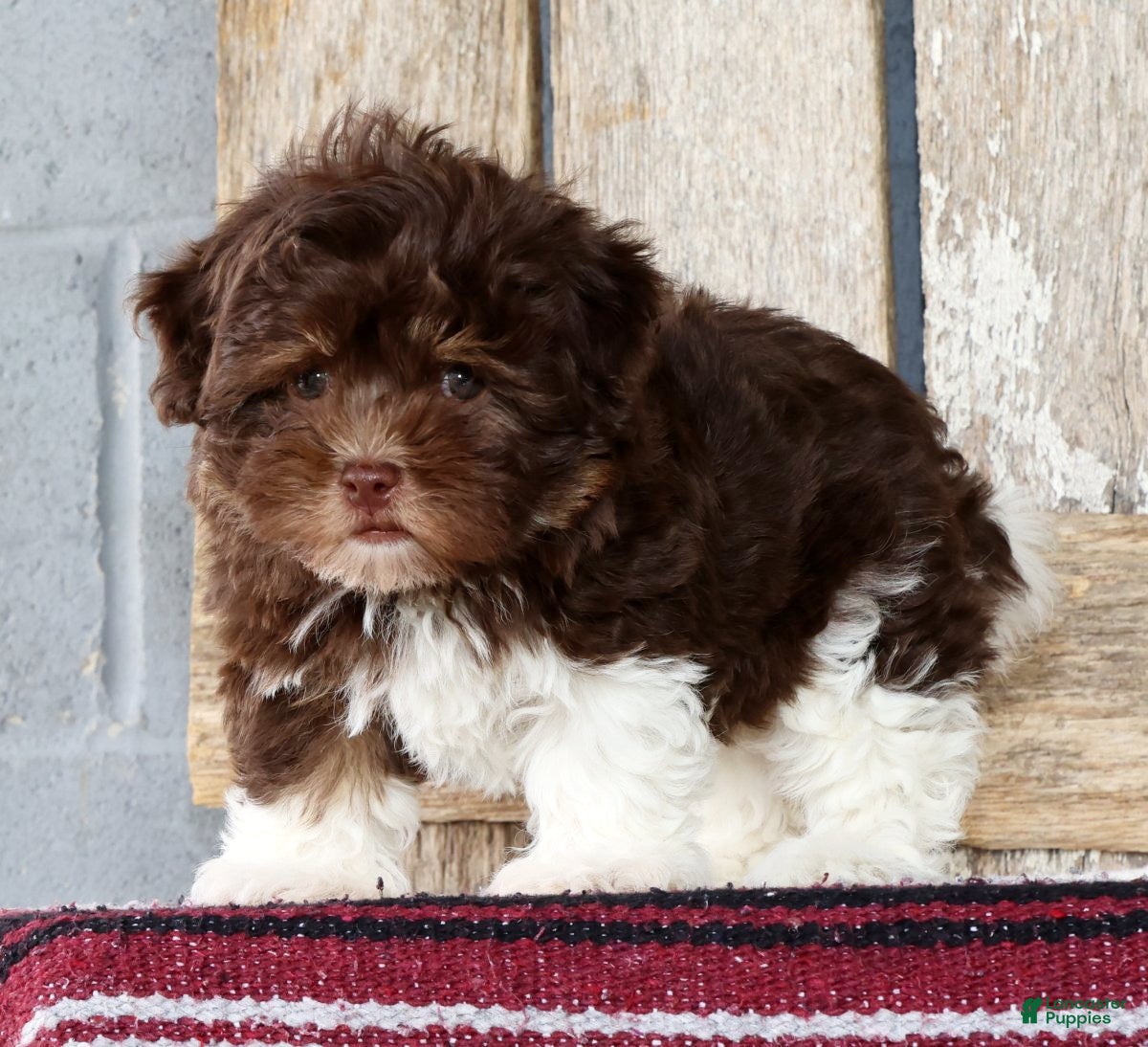 Havanese dogs Tulip - Ad 2