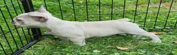 French Bulldog dogs for sale: Mello - Ad 14