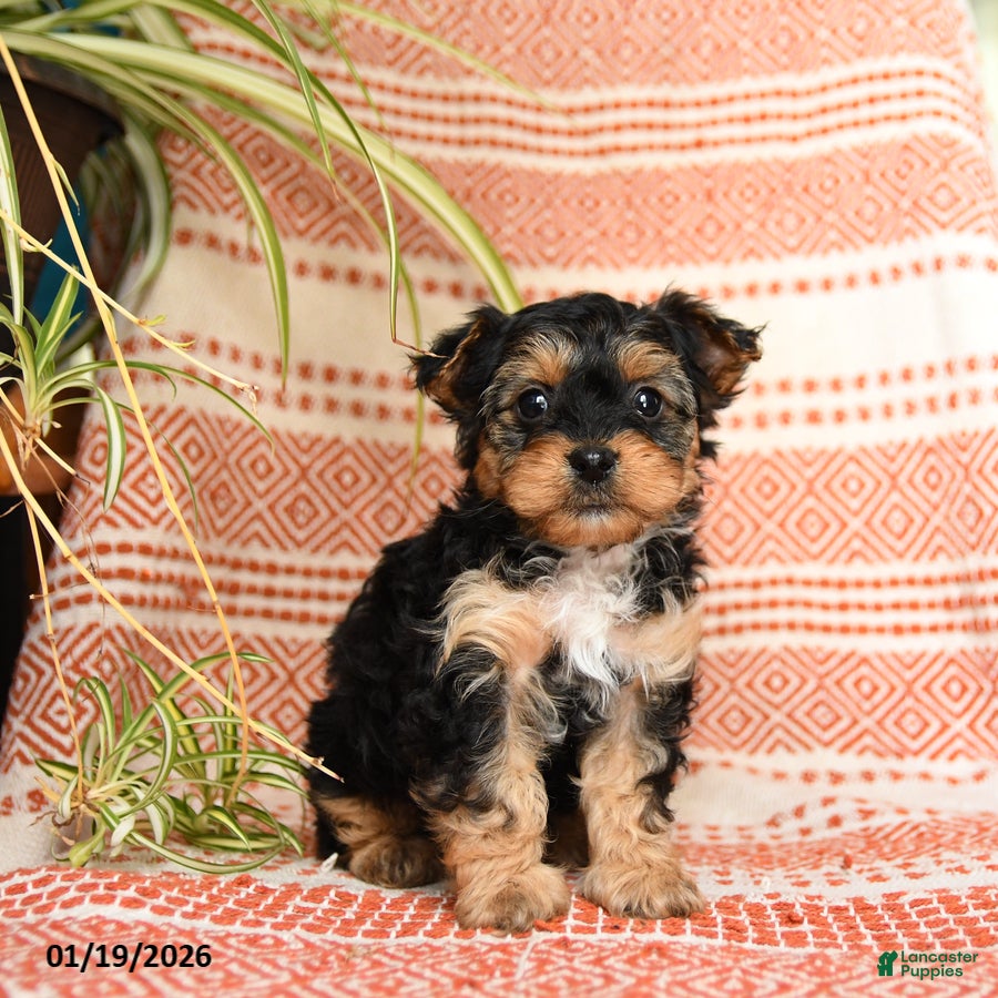 Yorkiepoo dogs Reggie - Ad 13