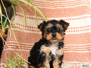 Yorkiepoo dogs Reggie - Ad 21