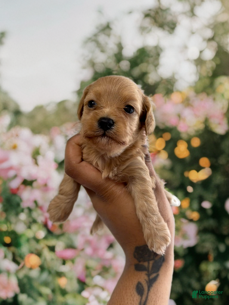 Shihpoo dogs Princess Rose - Ad 34