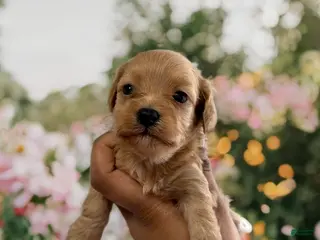 Shihpoo dogs Princess Rose - Ad 34