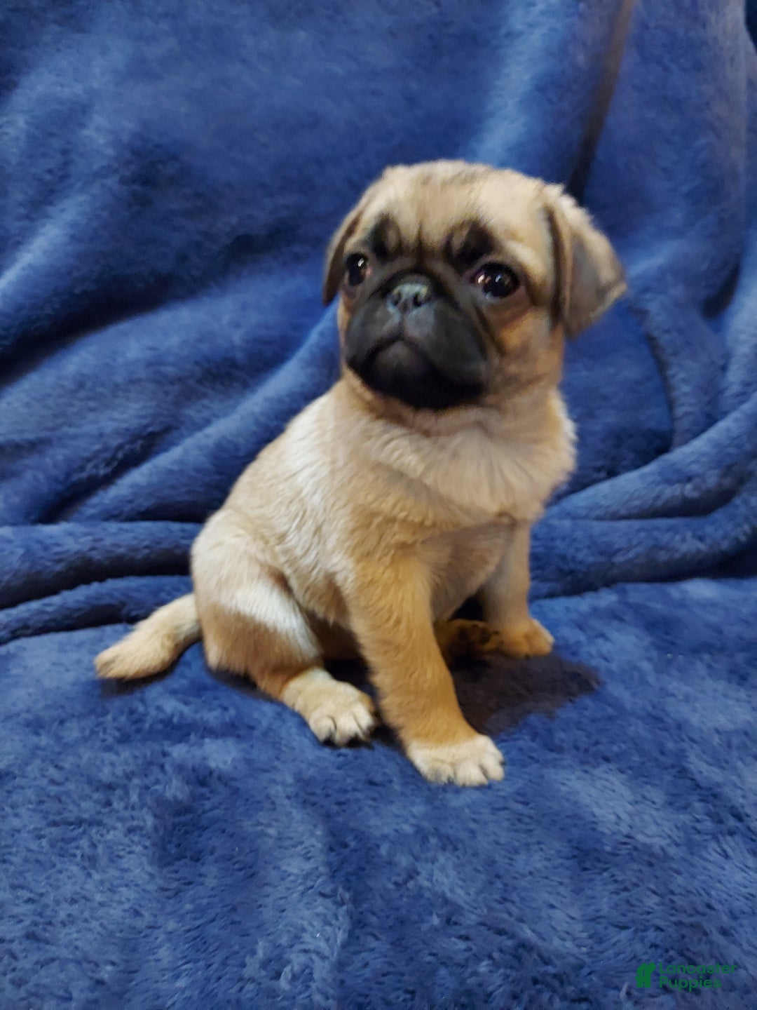 Pug dogs for sale: BUD - Ad 3