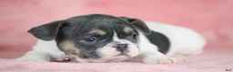 French Bulldog dogs for sale: Dottie - Ad 6