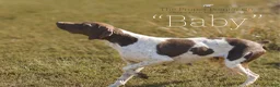 German Shorthaired Pointer dogs for sale: Freedom  - Ad 4