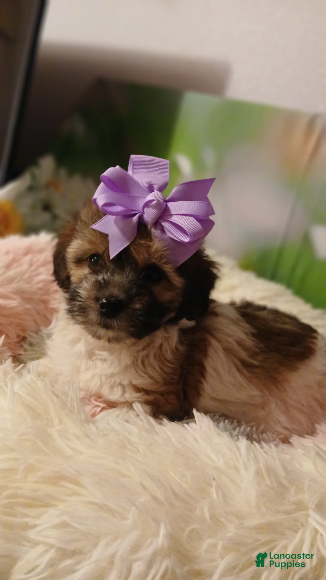 Havanese dogs for sale: Havanese 2 Lulu - Ad 2