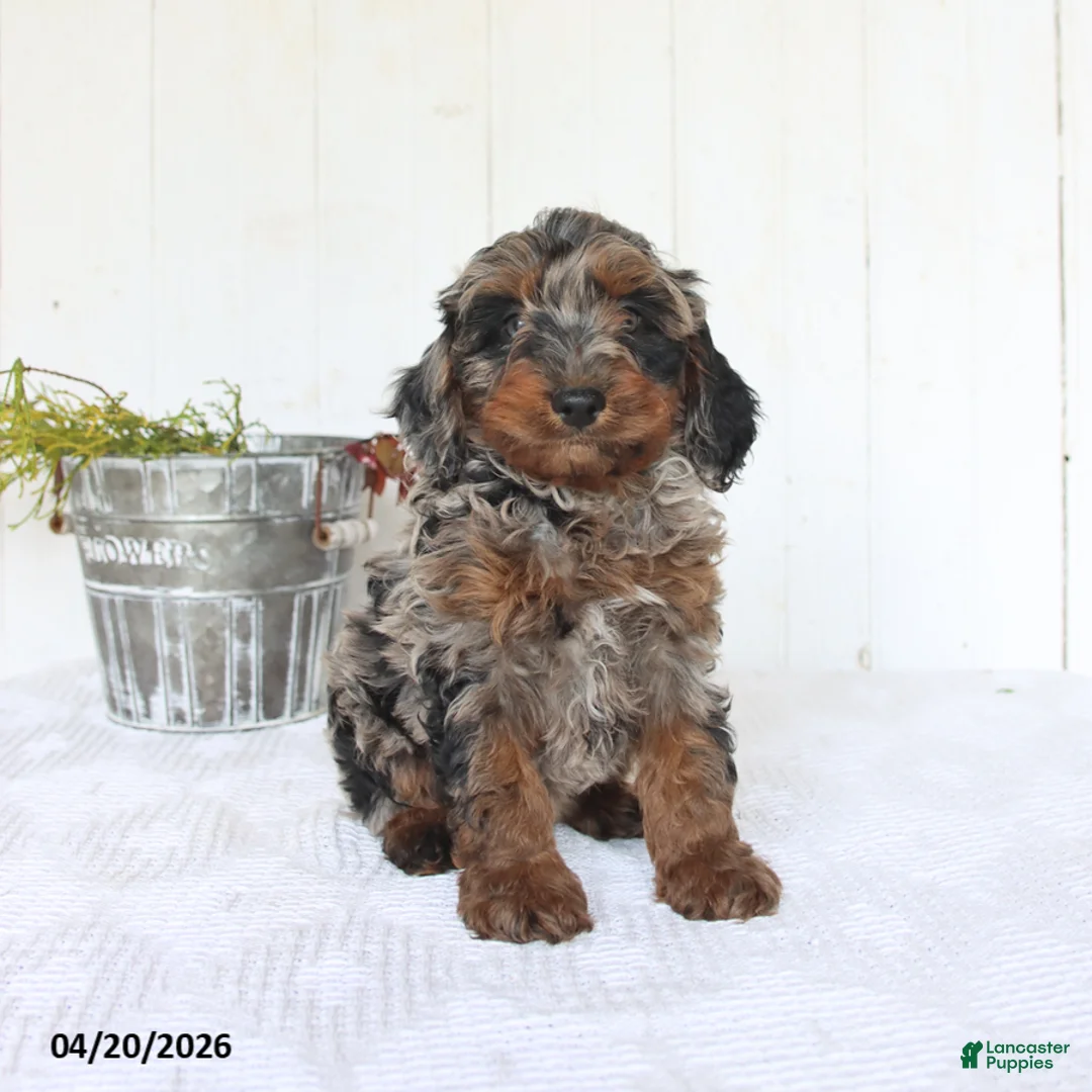 Cockapoo dogs for sale: Rob   - Ad 2