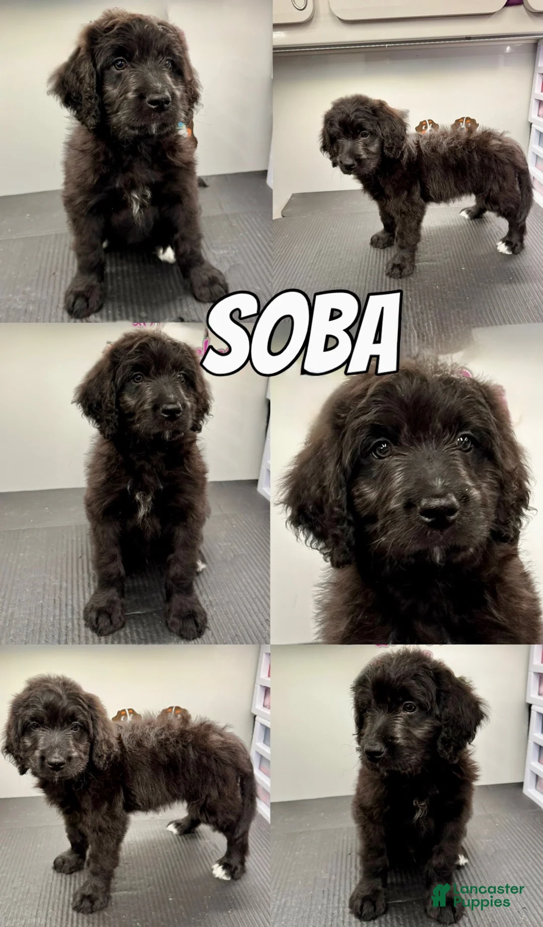 Bernedoodle dogs for sale: Bernedoodle Puppy 2 - Ad 1