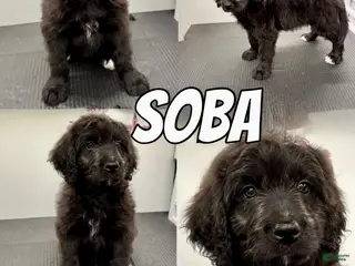 Bernedoodle dogs Bernedoodle Puppy 2 - Ad 41