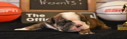 English Bulldog dogs for sale: Jim - Ad 7