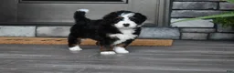 Mini Bernedoodle dogs for sale: Chester - Ad 1