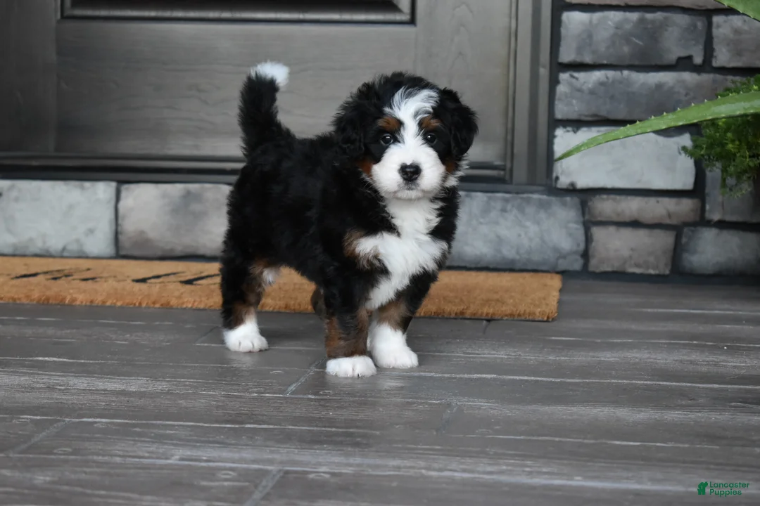 Mini Bernedoodle dogs for sale: Chester - Ad 1