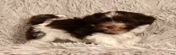 Havanese dogs for sale: Sammy - Ad 3