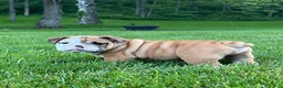 English Bulldog dogs for sale: Zeke - Ad 5