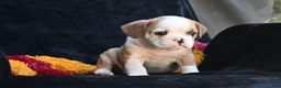 Mixed Breed dogs for sale: Oliver - Ad 5