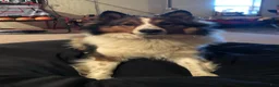 Shetland Sheepdog dogs for sale: Shania - Ad 3