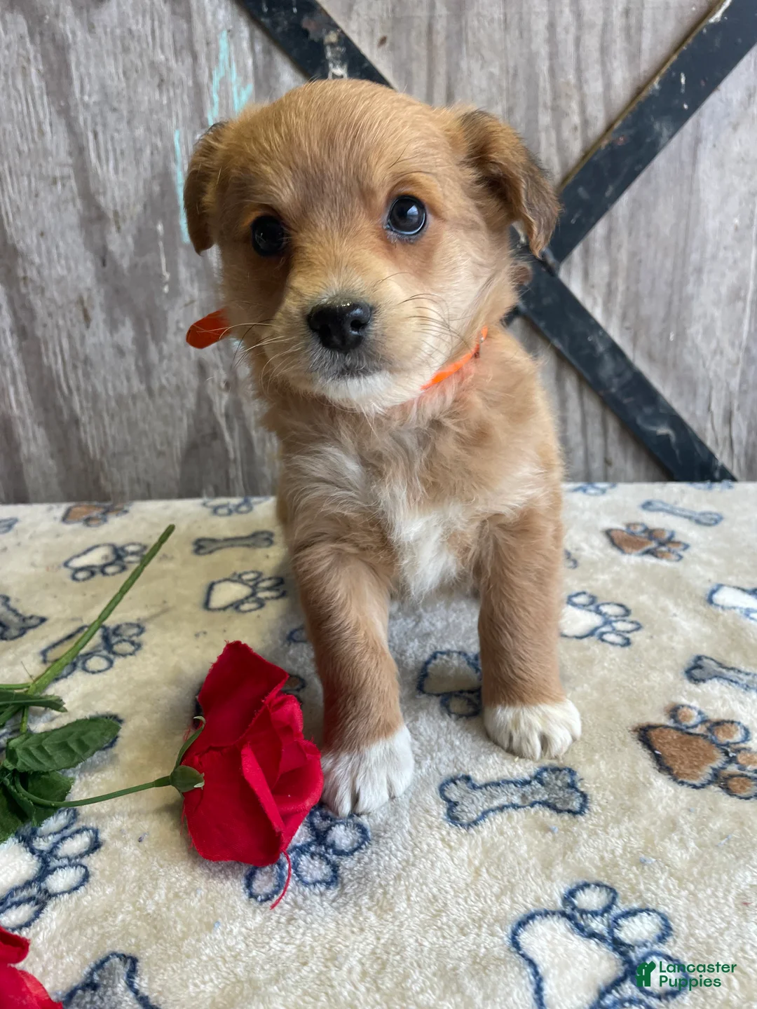 Corgipoo dogs for sale: Lady - Ad 2