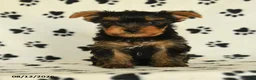Yorkshire Terrier dogs for sale: Quill - Ad 4