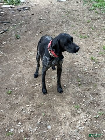 German Shorthaired Pointer dogs Boy 1  - Ad 2