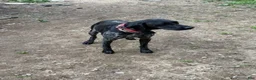 German Shorthaired Pointer dogs for sale: Boy 2 - Ad 2