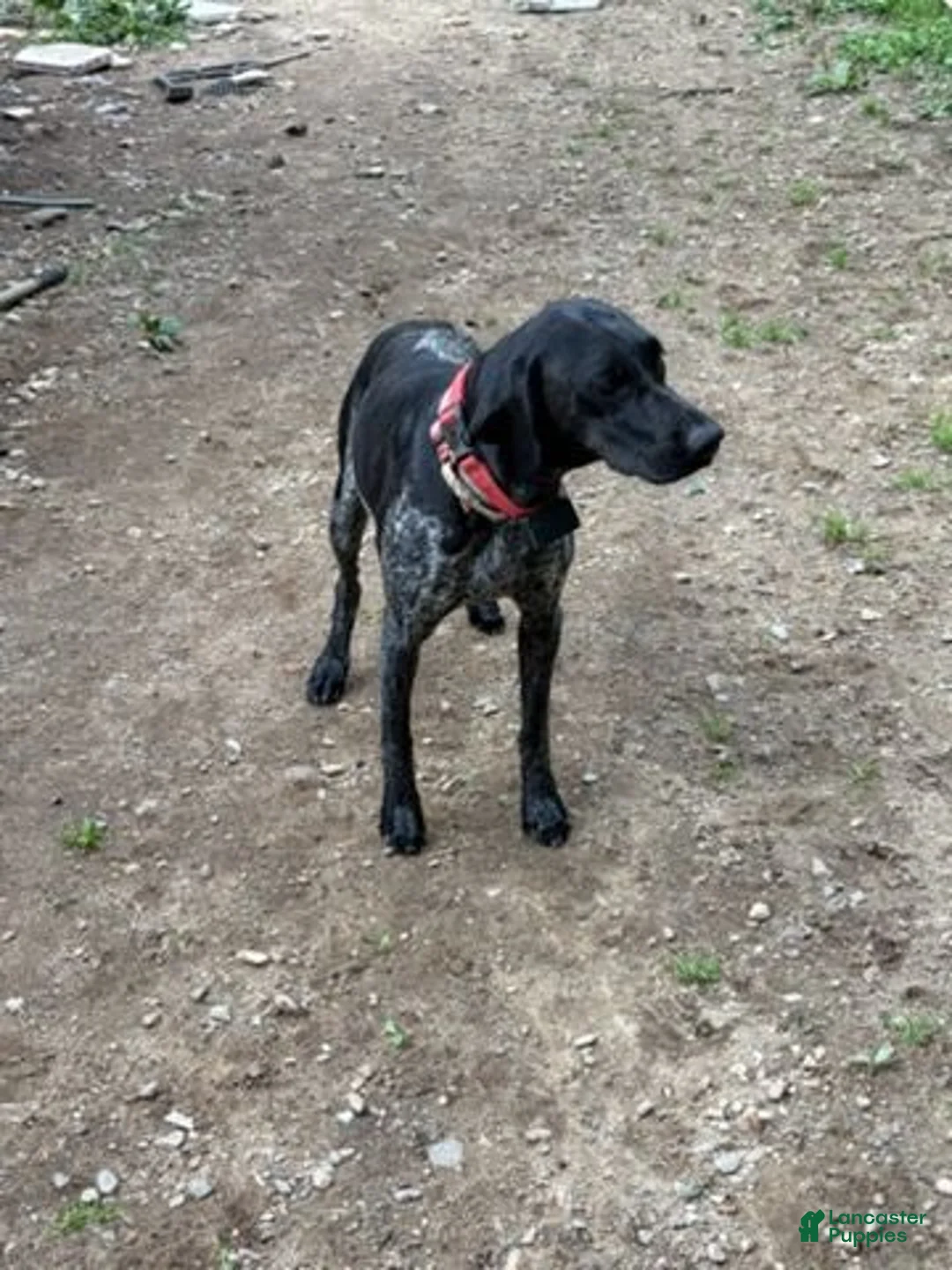 German Shorthaired Pointer dogs for sale: Boy 2 - Ad 2