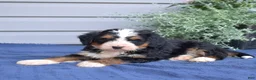 Mini Bernedoodle dogs for sale: Cedar - Ad 2
