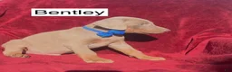 Doberman Pinscher dogs for sale: Bentley - Ad 5