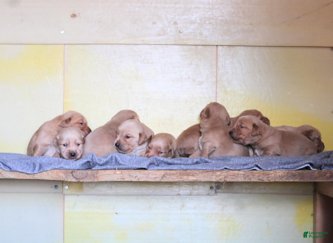 Golden Retriever dogs for sale: Ginger - Ad 4