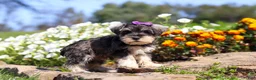 Miniature Schnauzer dogs for sale: Kelly - Ad 2